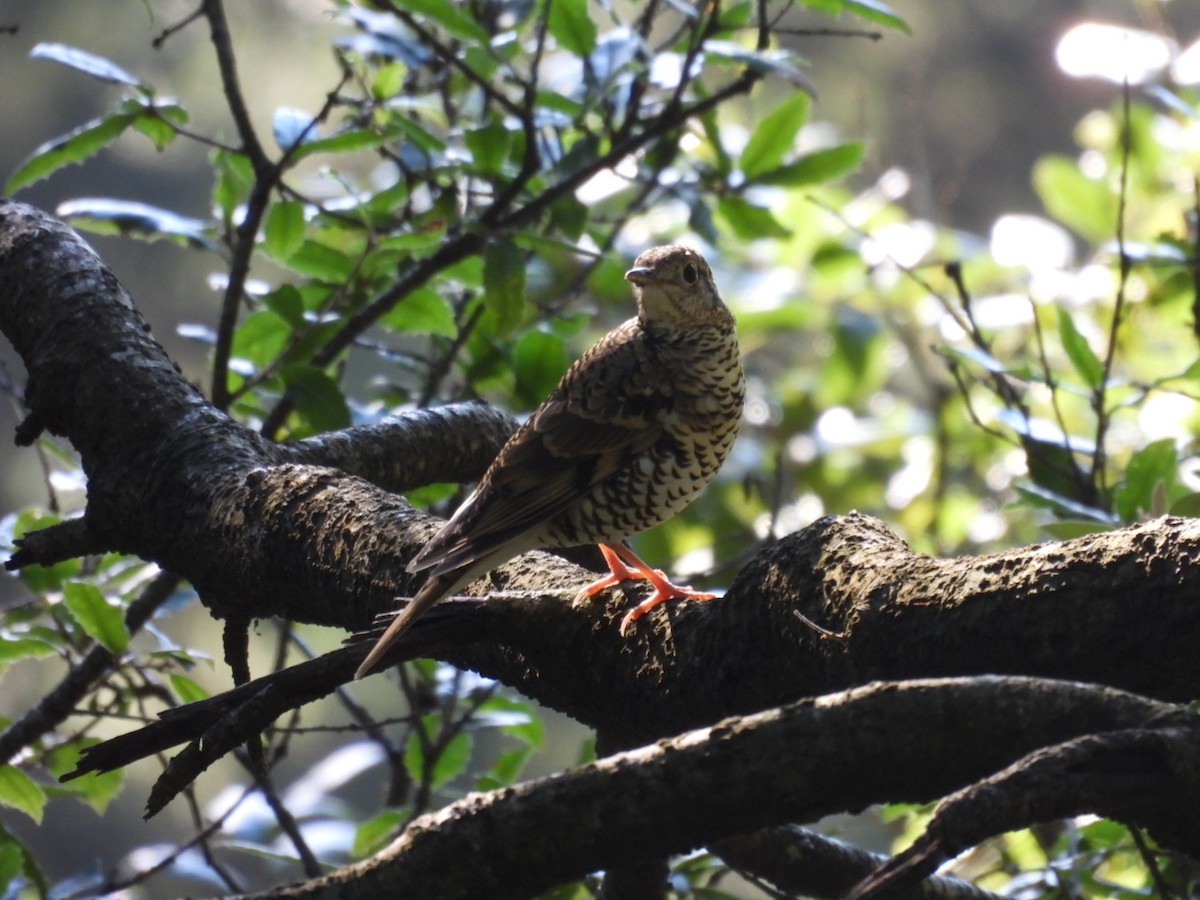 Scaly Thrush - ML624934446