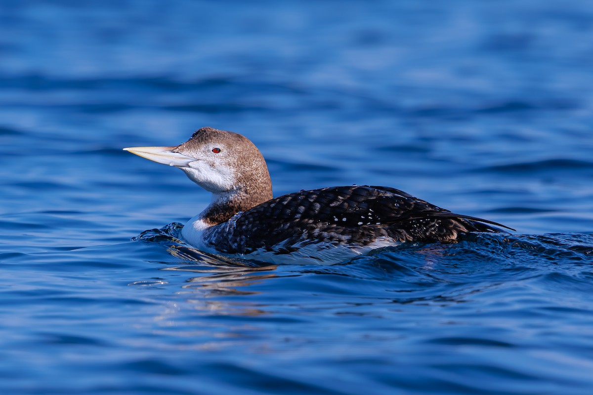 Yellow-billed Loon - ML624934592