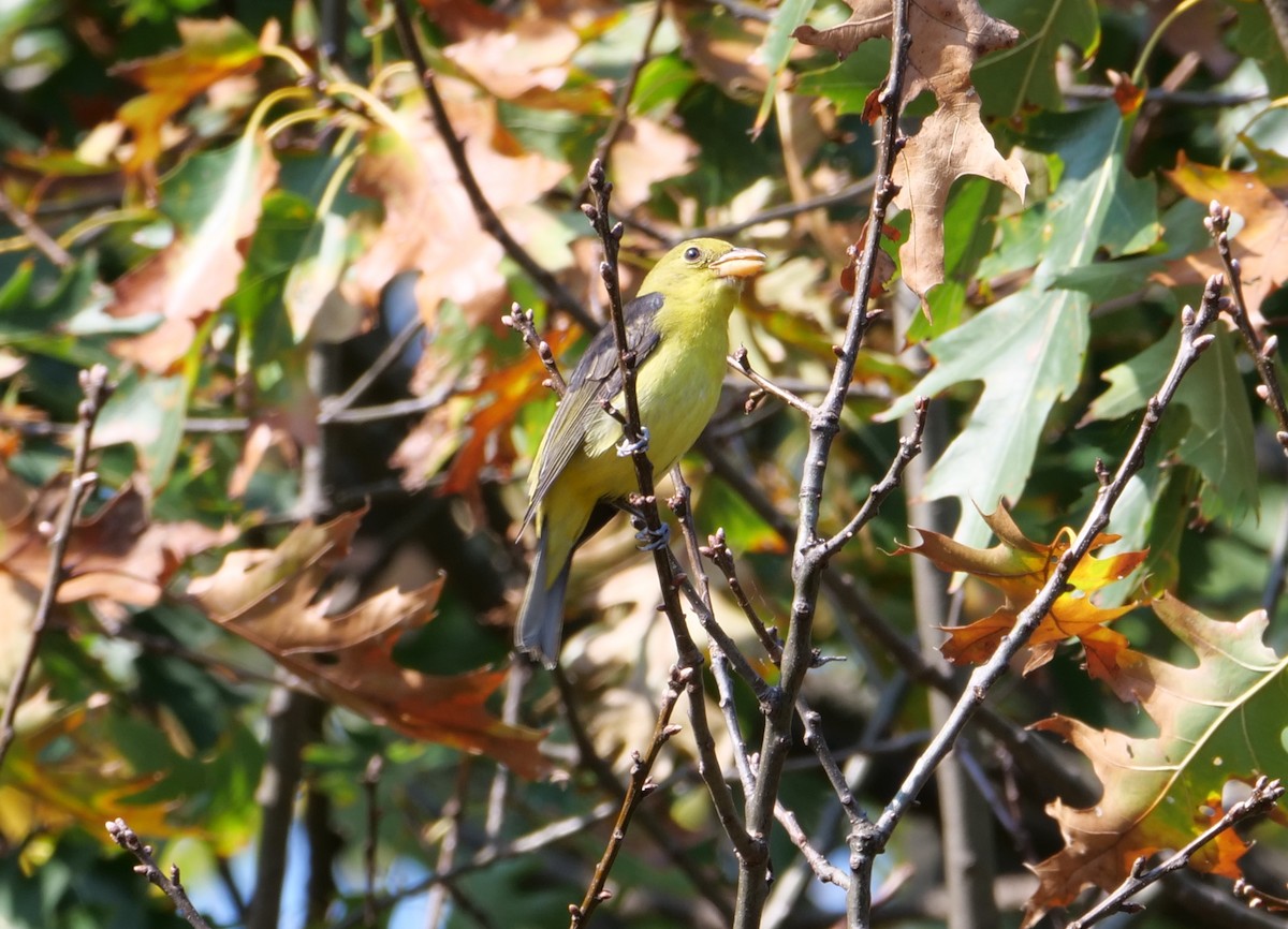 Piranga Escarlata - ML624934647