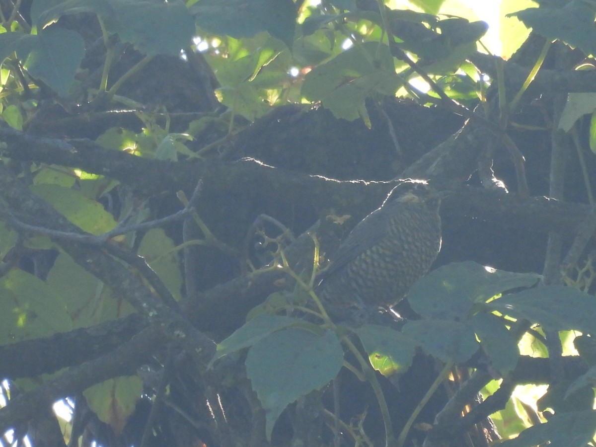 Chestnut-bellied Rock-Thrush - ML624934867