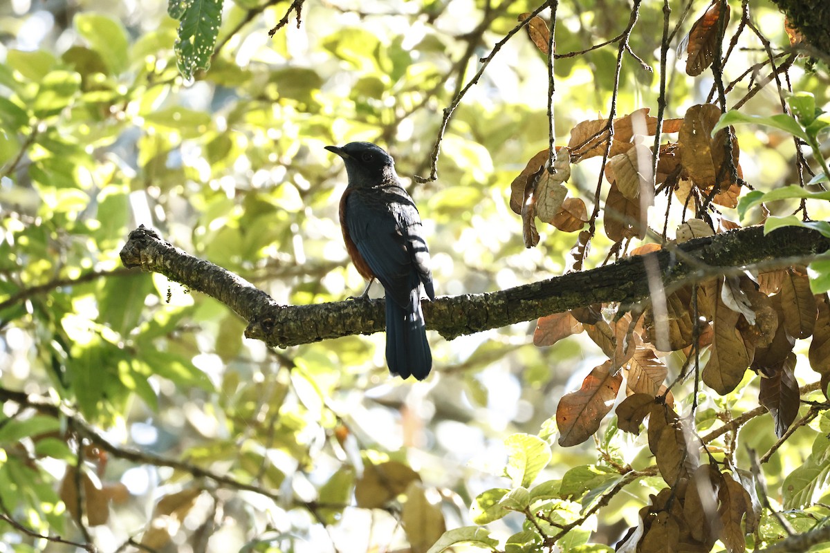 Chestnut-bellied Rock-Thrush - ML624934868