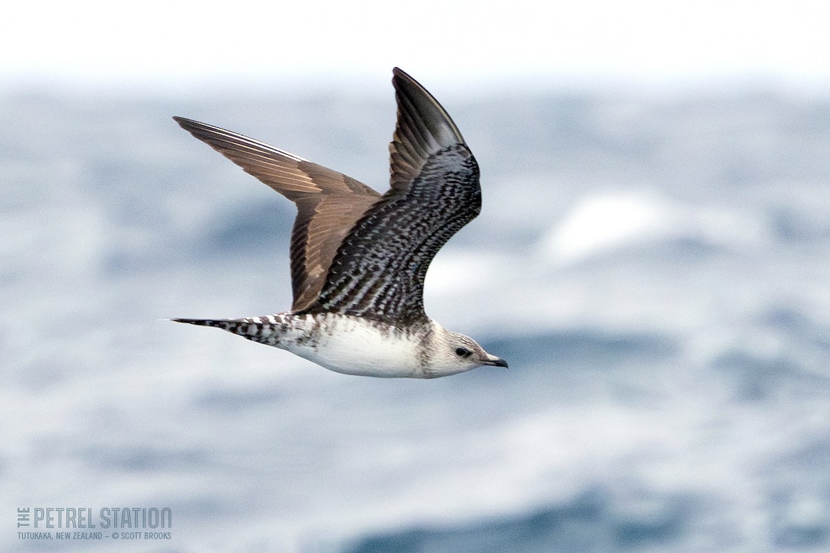Long-tailed Jaeger - ML624934877