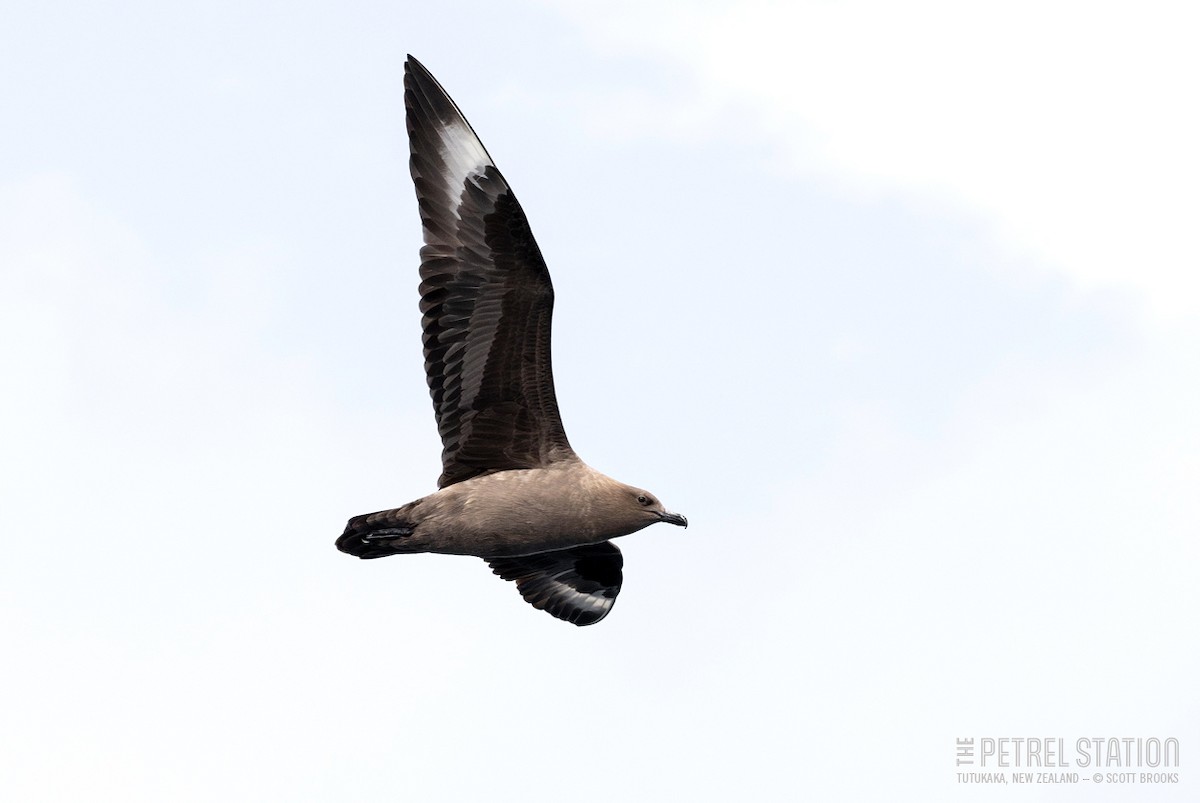 South Polar Skua - ML624934893