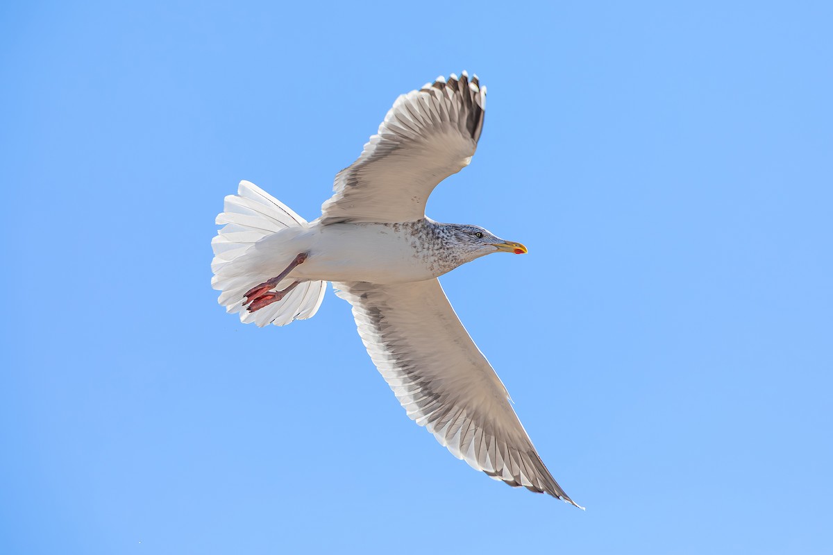 skifermåke - ML624934926