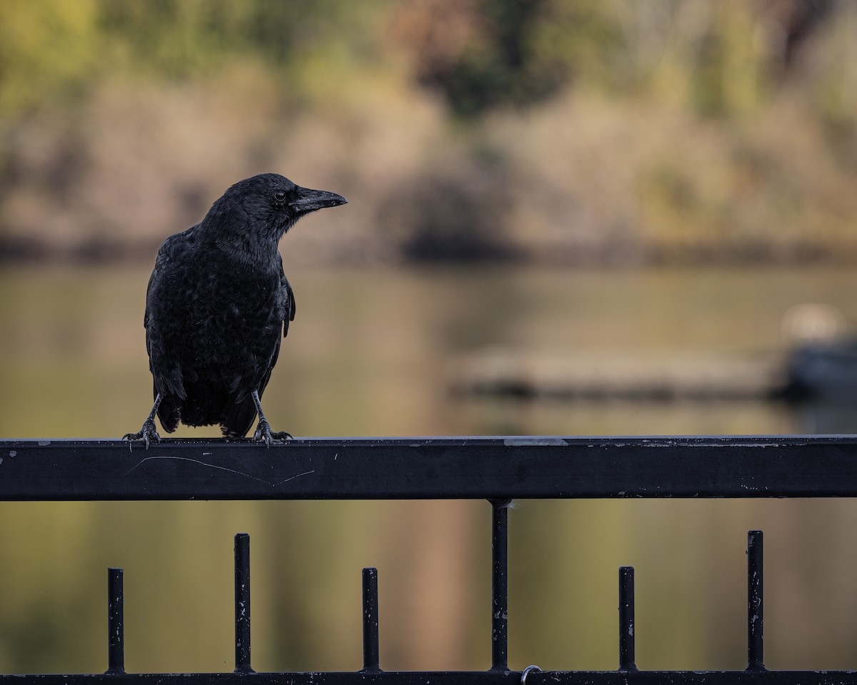 American Crow - ML624934931