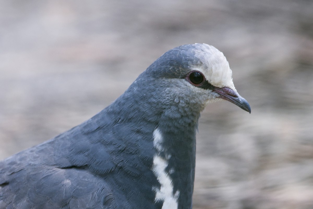 Wongataube - ML624935115