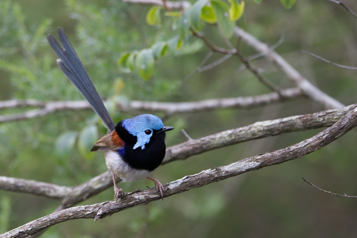 Variegated Fairywren - ML624935156