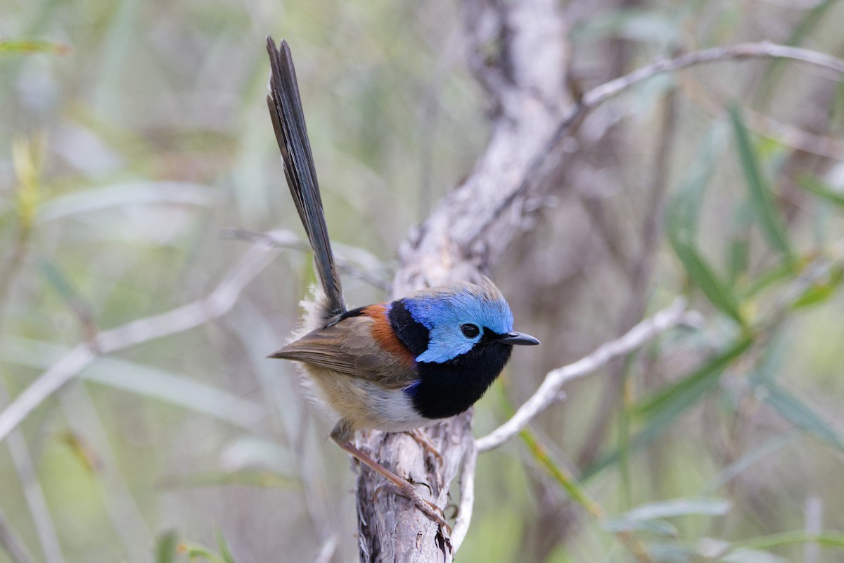 Variegated Fairywren - ML624935157