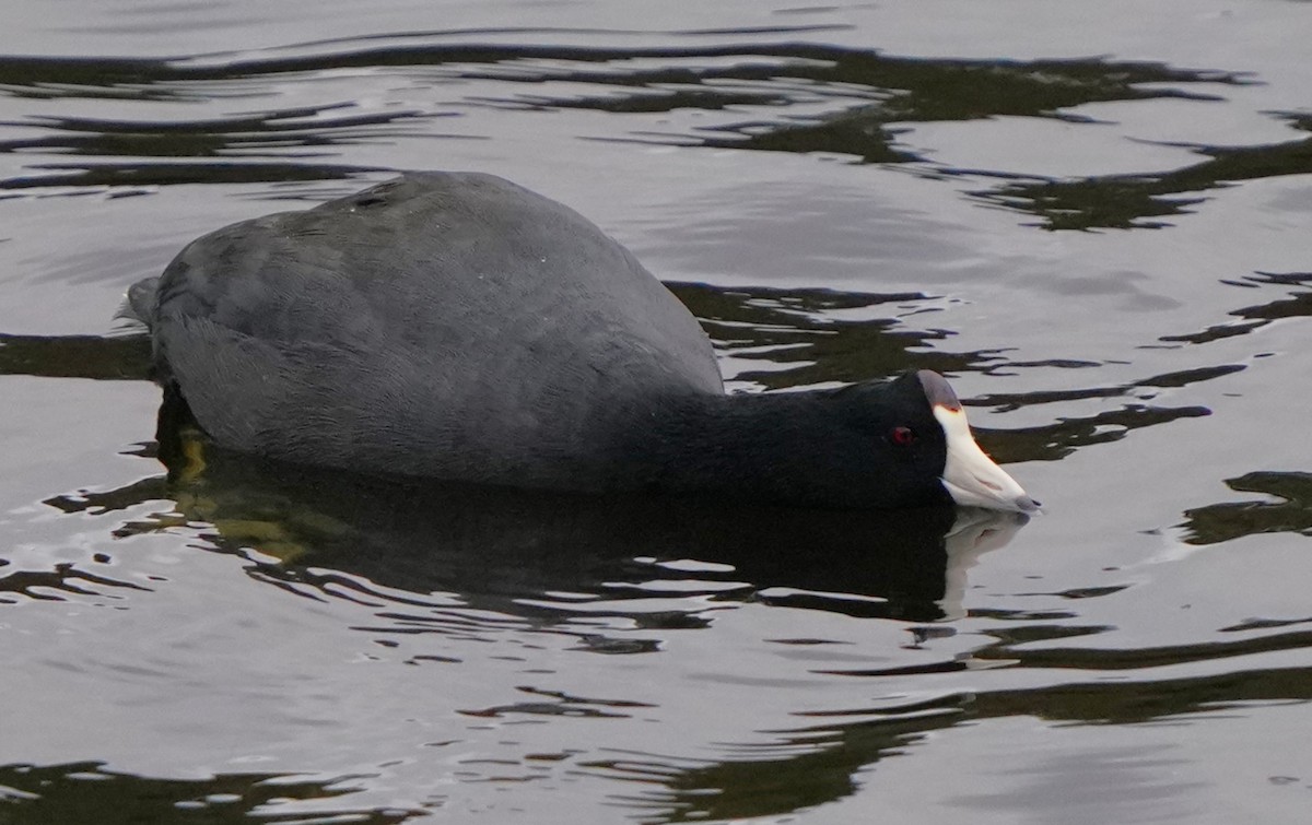 American Coot - ML624935330