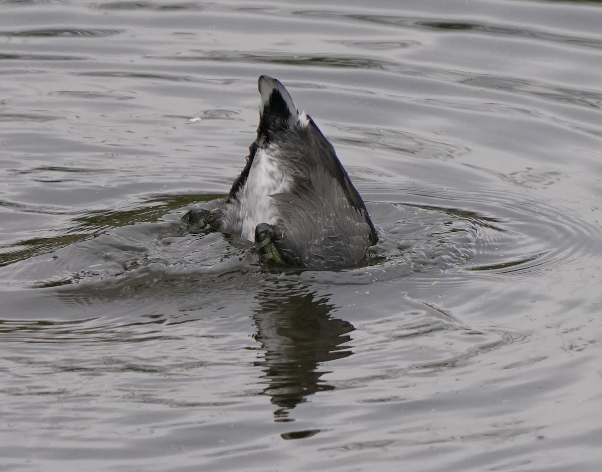 American Coot - ML624935331