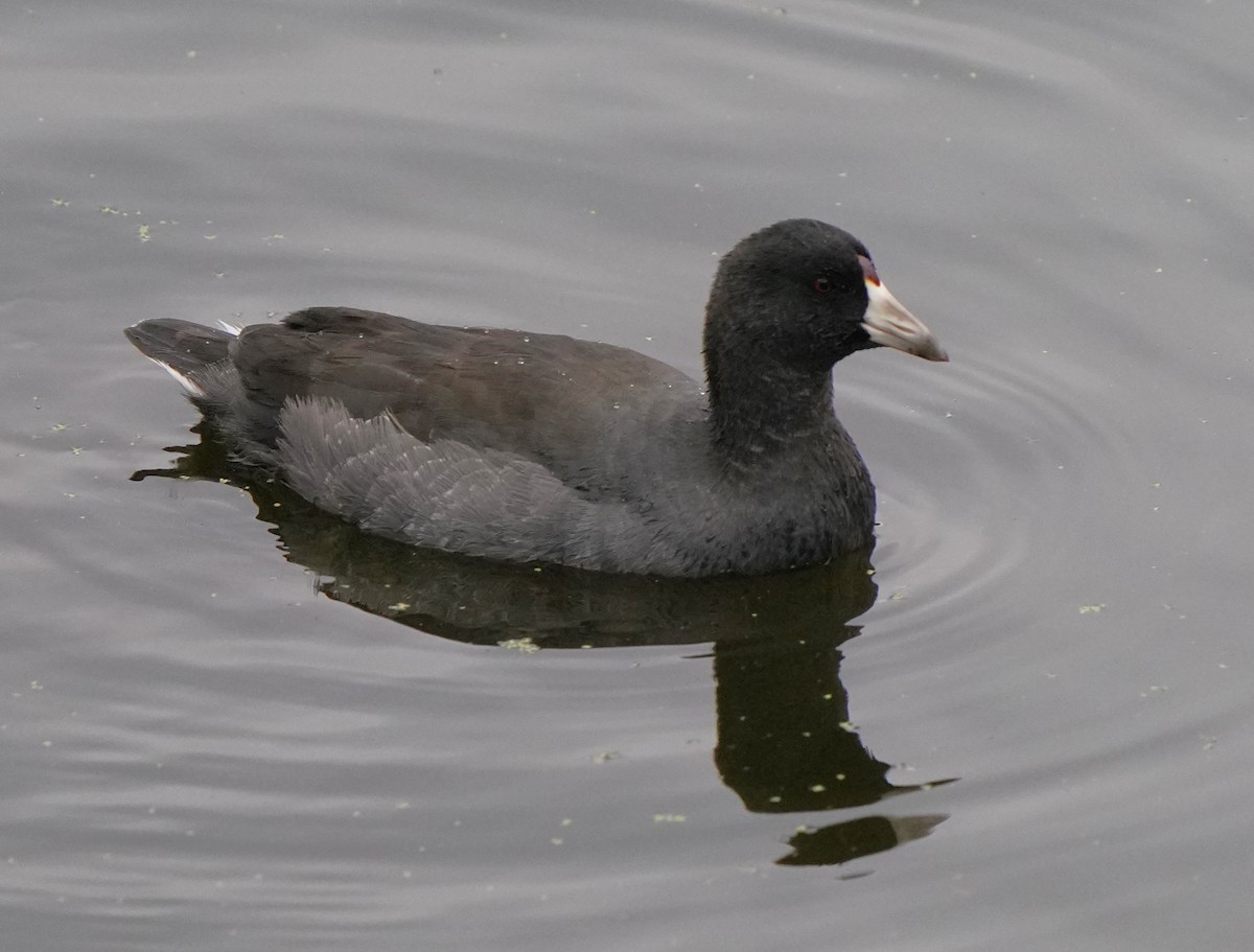 American Coot - ML624935332