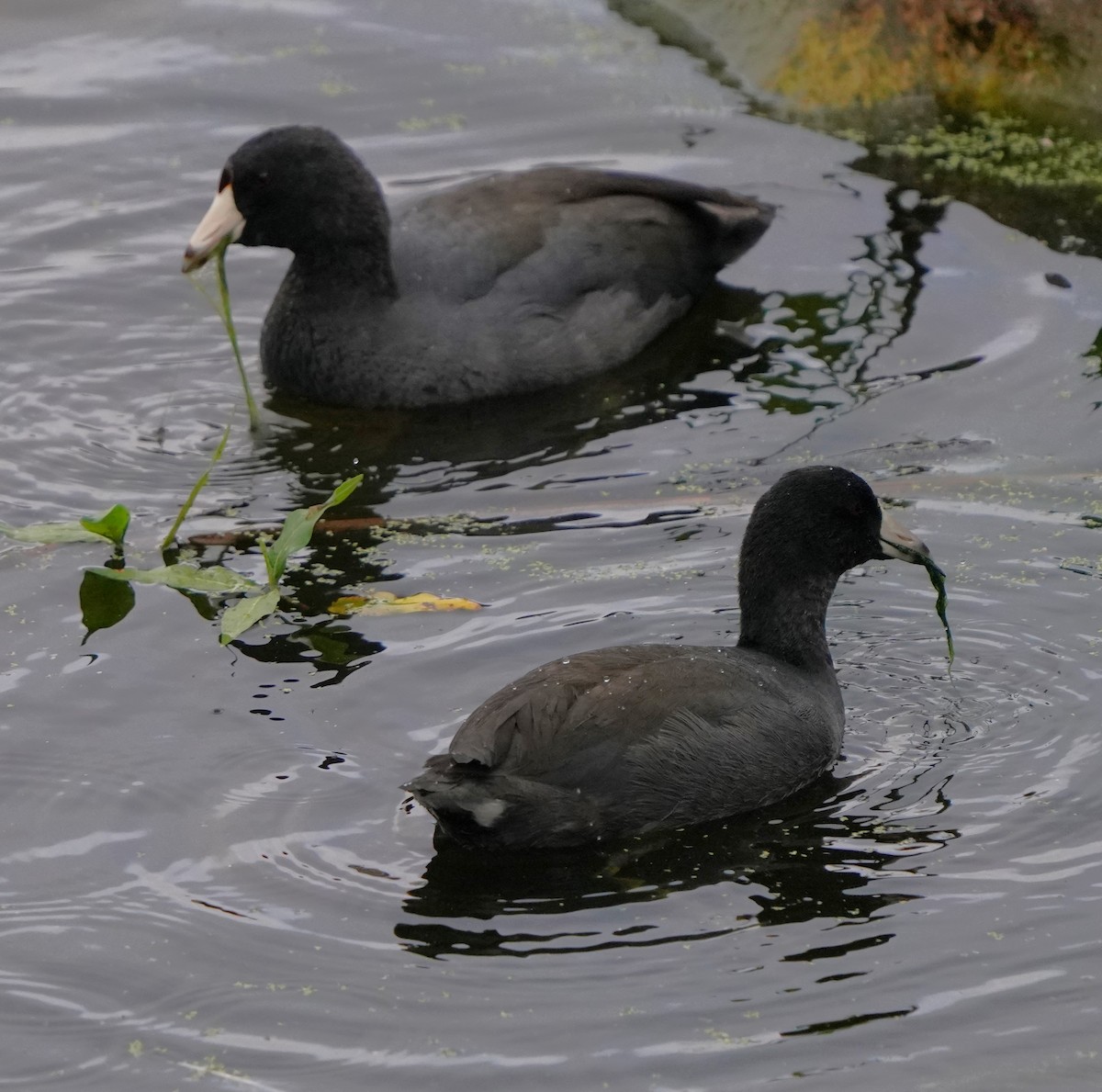 American Coot - ML624935333