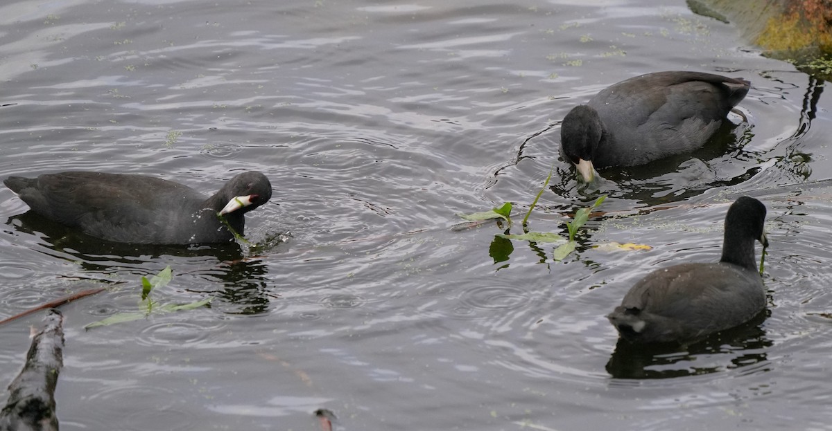 American Coot - ML624935334