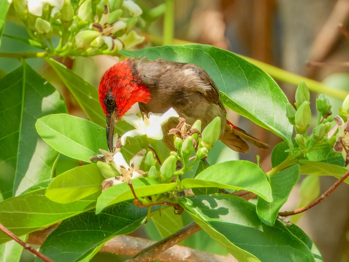 Red-headed Myzomela - ML624935394