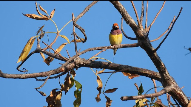 Gouldian Finch - ML624935417