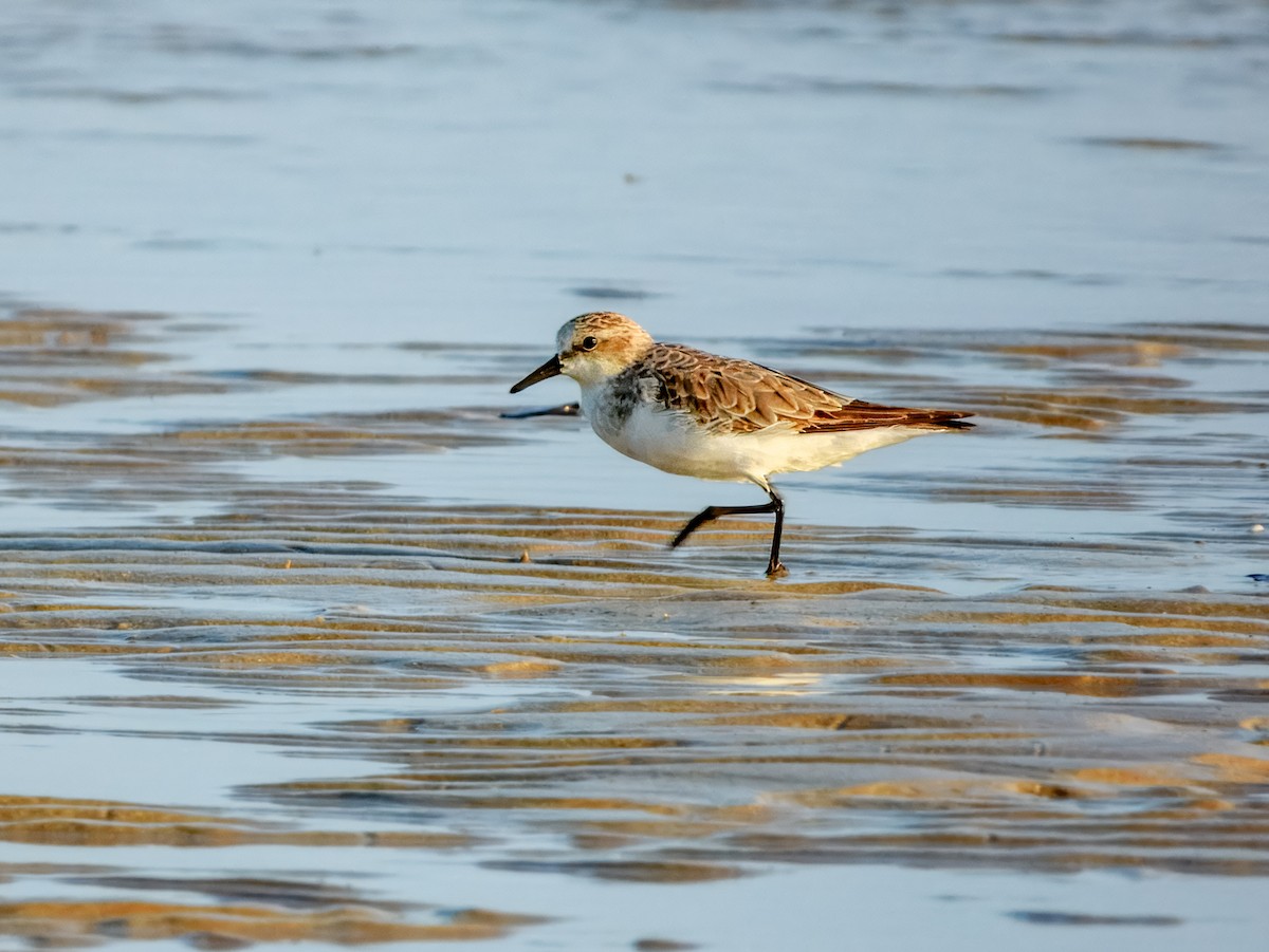Red-necked Stint - ML624935511