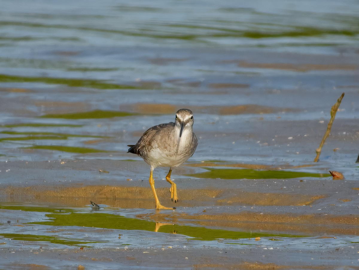 Gray-tailed Tattler - ML624935534