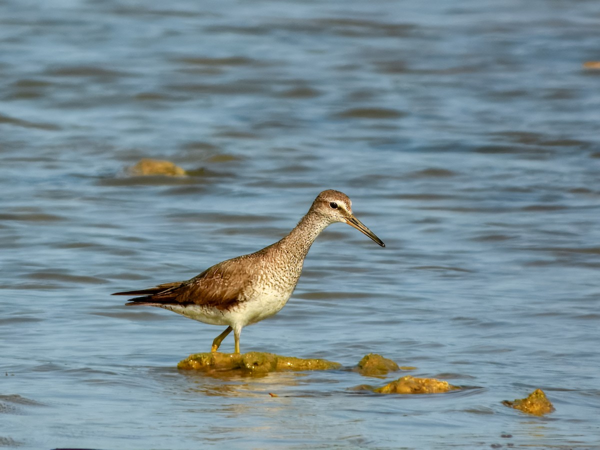 Gray-tailed Tattler - ML624935565