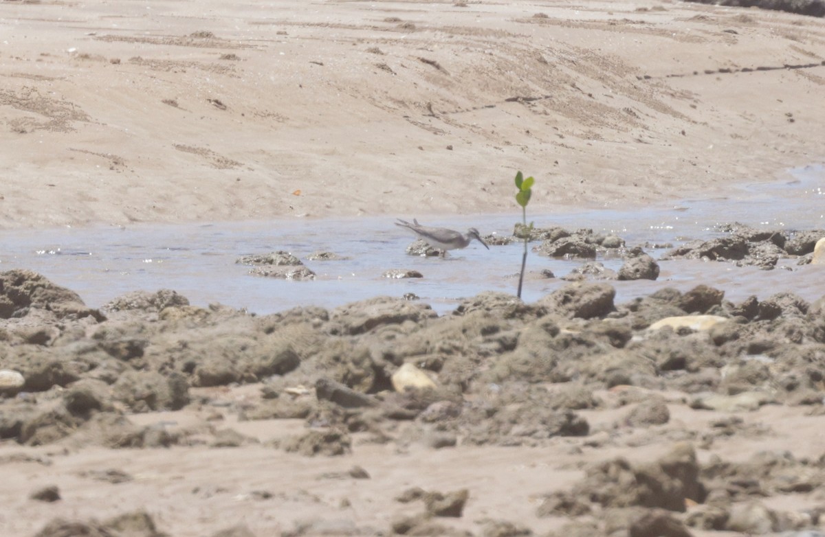 Gray-tailed Tattler - ML624935651