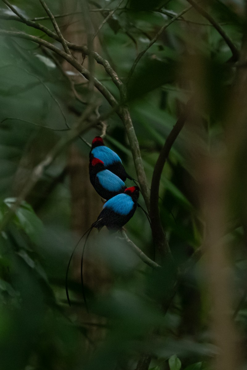 Long-tailed Manakin - ML624935812