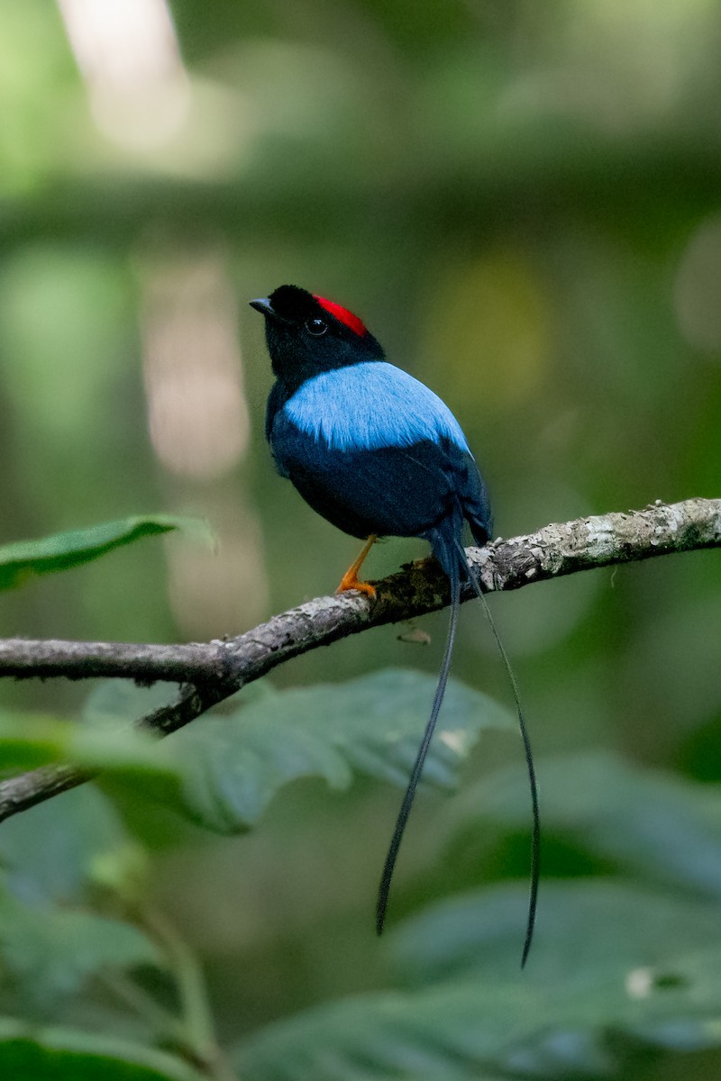 Long-tailed Manakin - ML624935813