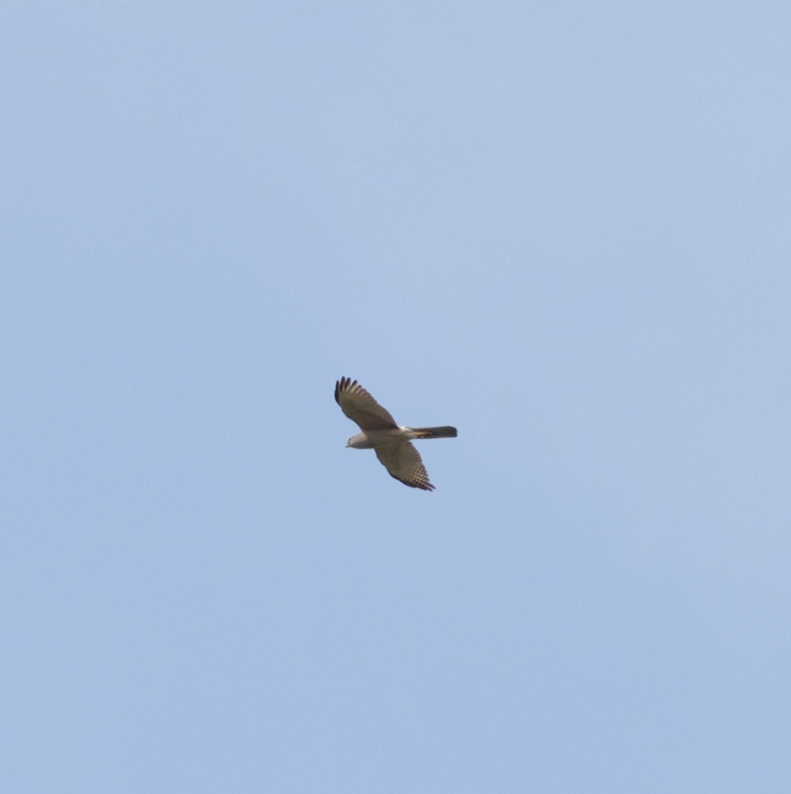 Accipiter sp. - ML624935871