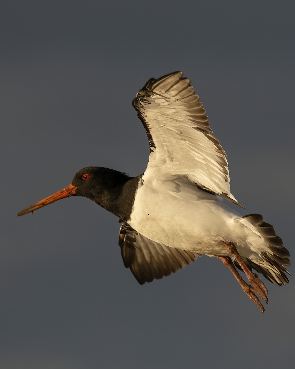 South Island Oystercatcher - ML624935909