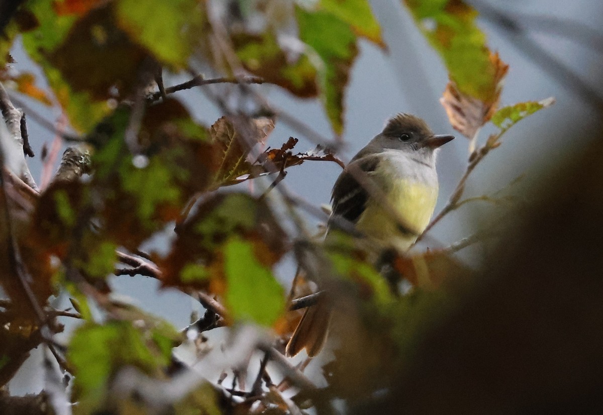 Great Crested Flycatcher - ML624935927