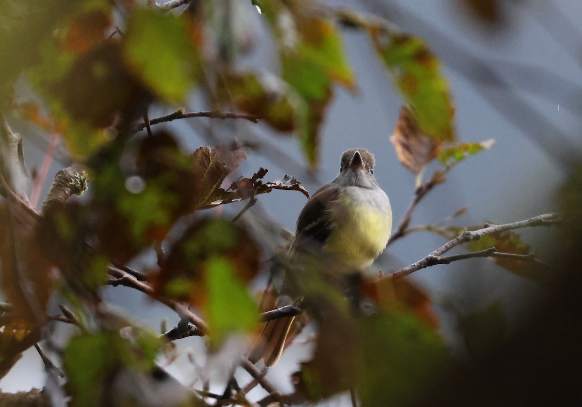 Great Crested Flycatcher - ML624935928