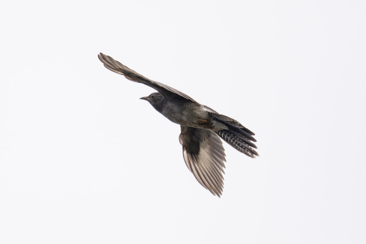 Gray-bellied Cuckoo - H Nambiar