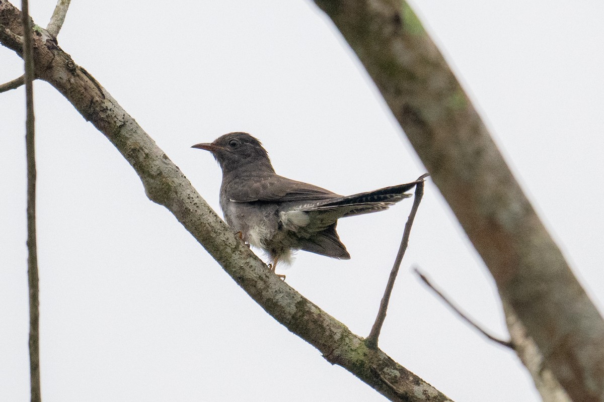 Gray-bellied Cuckoo - ML624936196