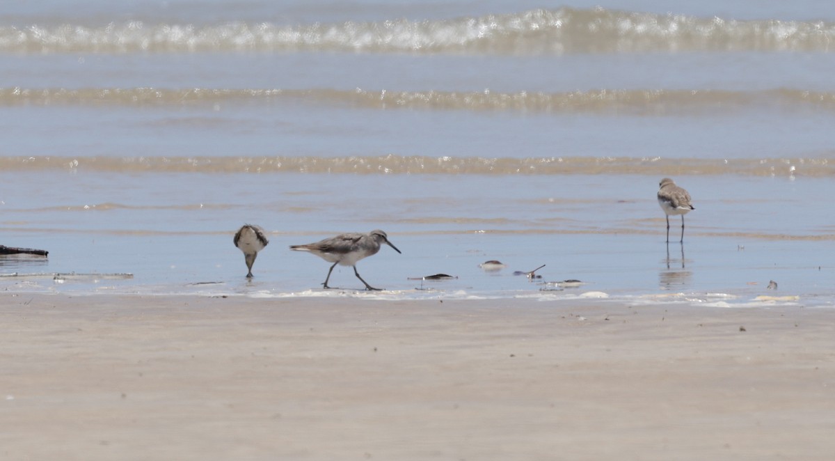 Gray-tailed Tattler - ML624936381