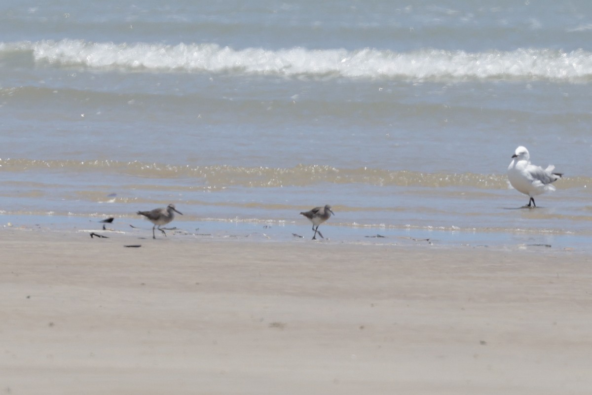 Gray-tailed Tattler - ML624936382