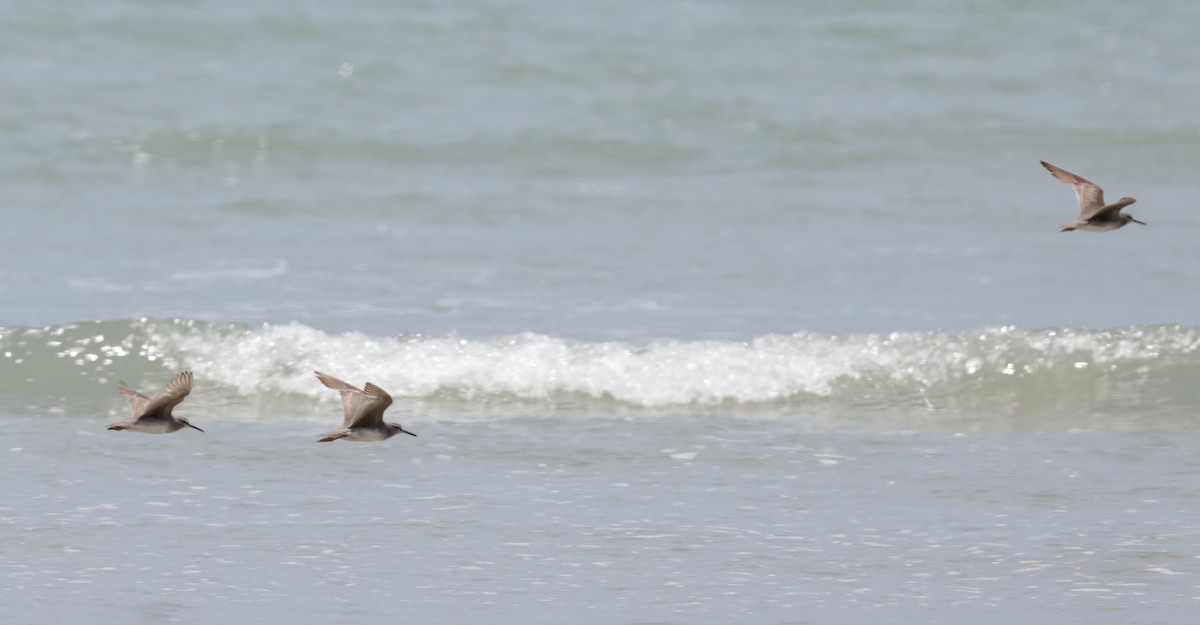 Gray-tailed Tattler - ML624936385