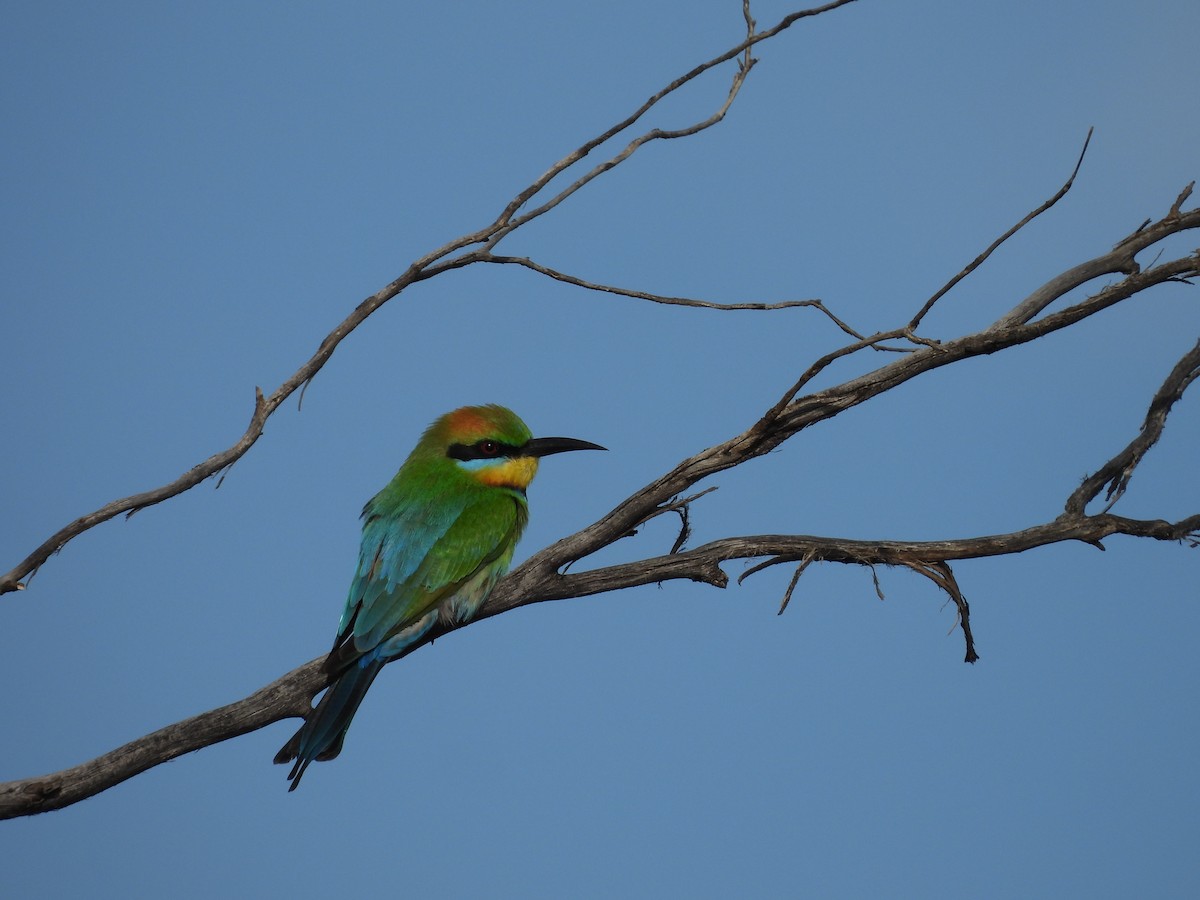 Rainbow Bee-eater - ML624936526