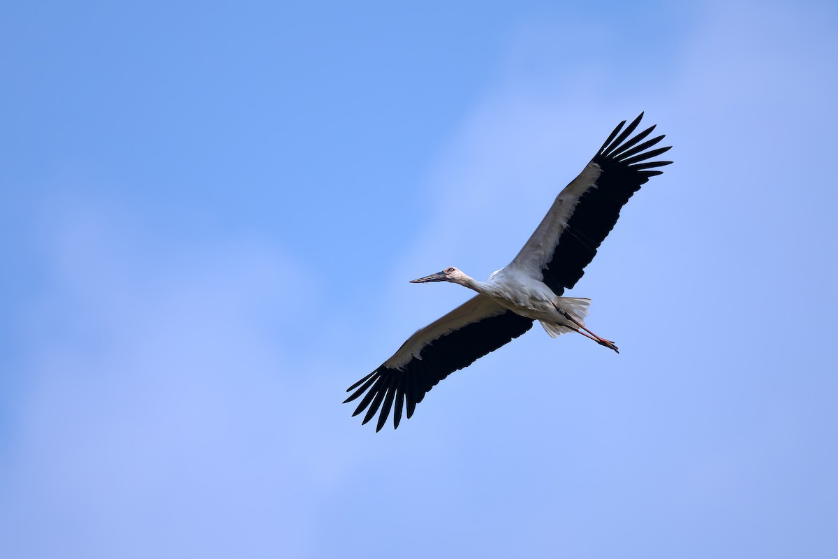 Schwarzschnabelstorch - ML624936602