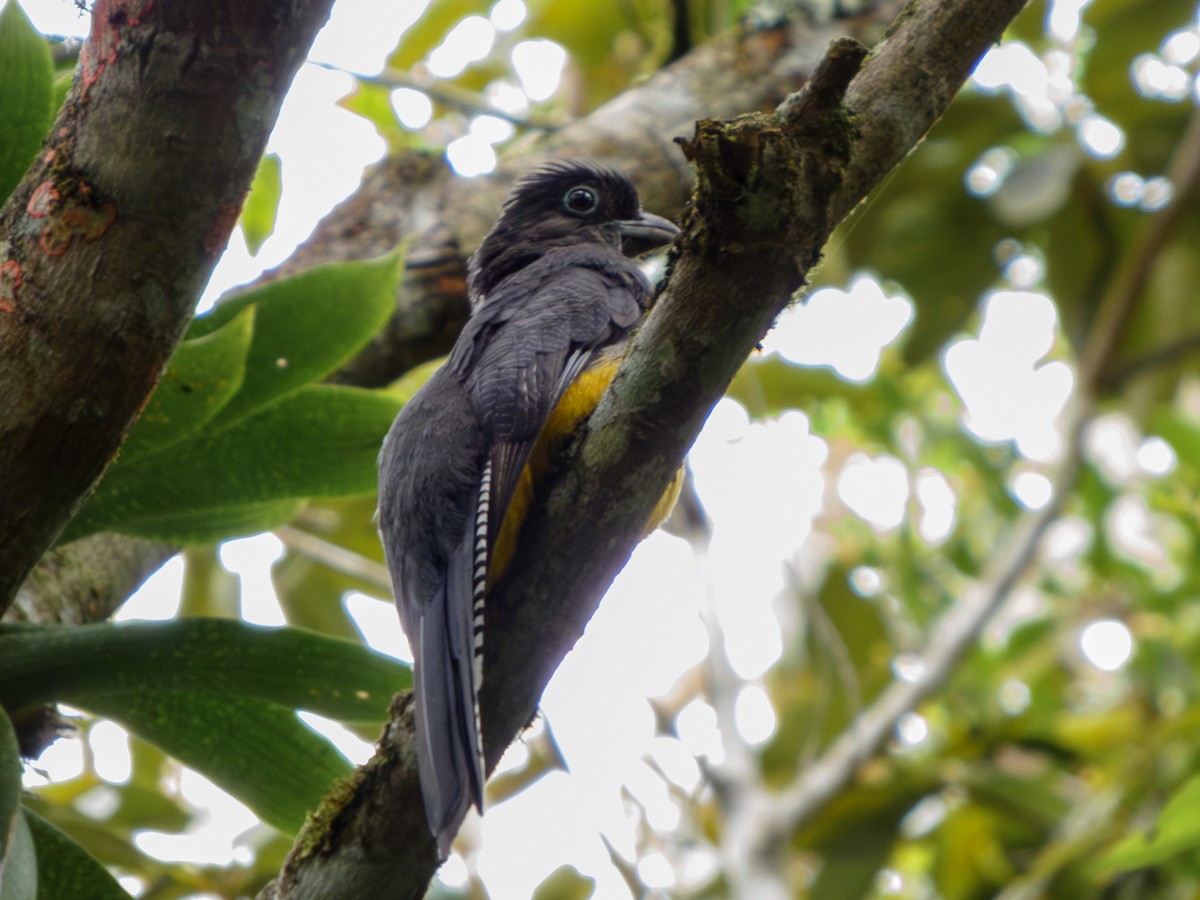 Green-backed Trogon - ML624936649