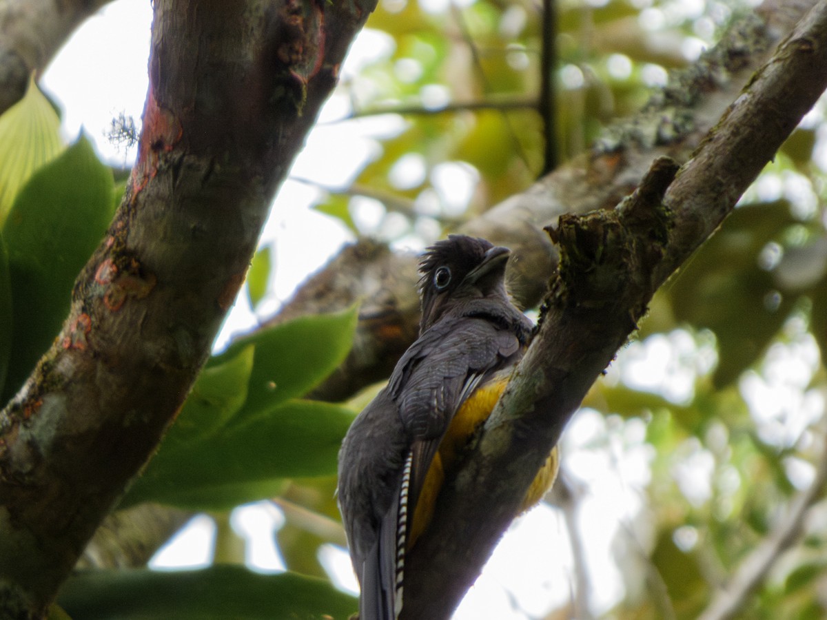 Green-backed Trogon - ML624936650