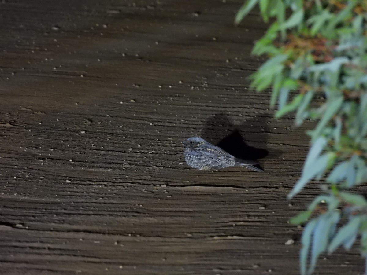 Spotted Nightjar - ML624936665