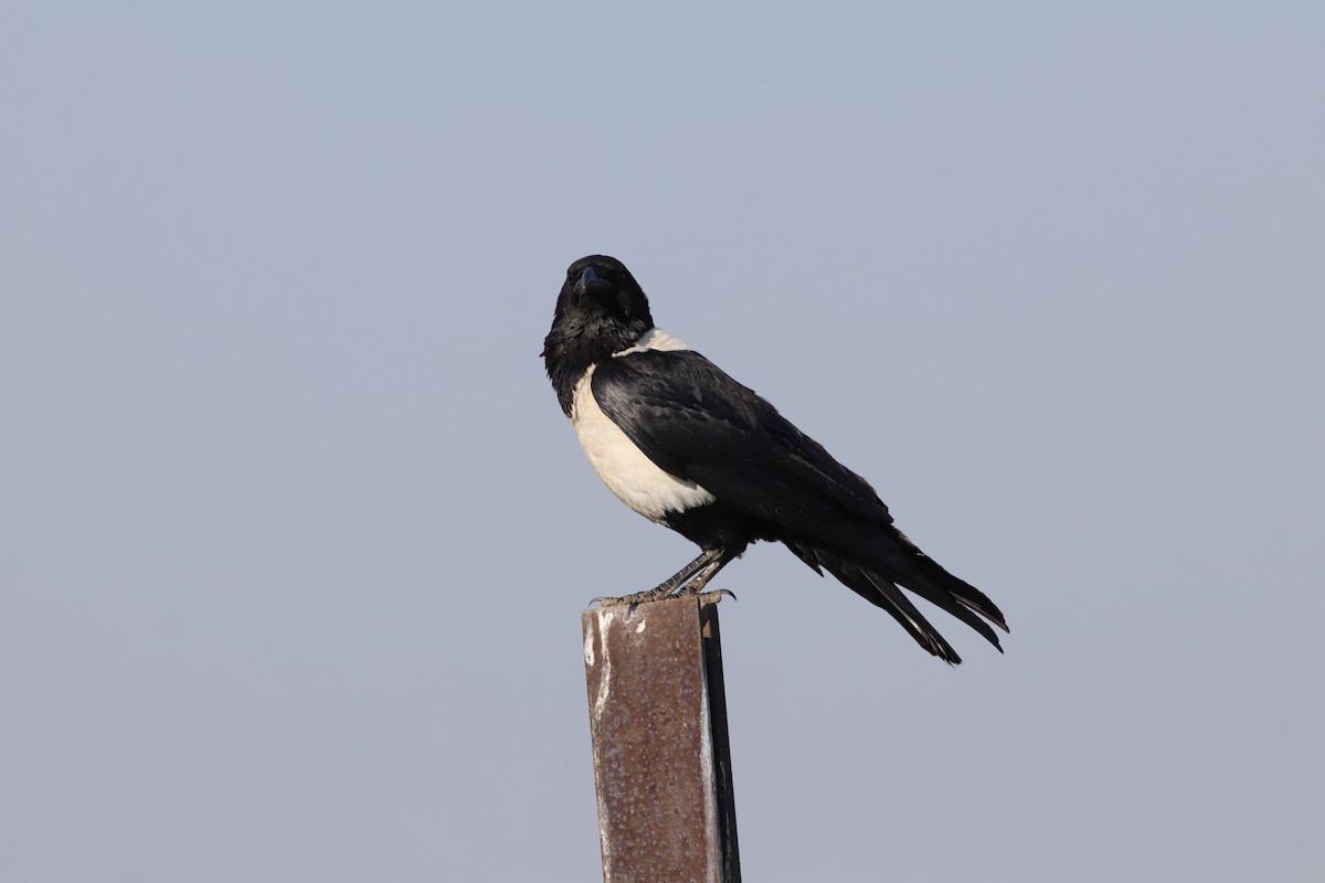 Pied Crow - ML624936668