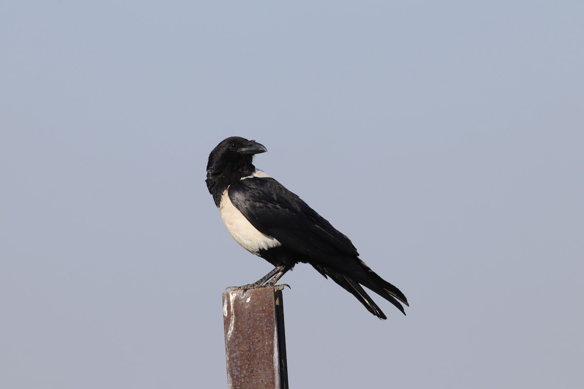 Pied Crow - ML624936669