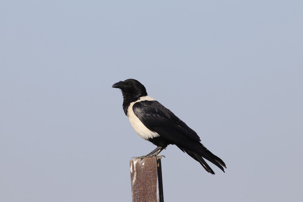 Pied Crow - ML624936671