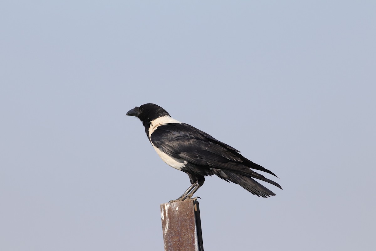 Pied Crow - ML624936672