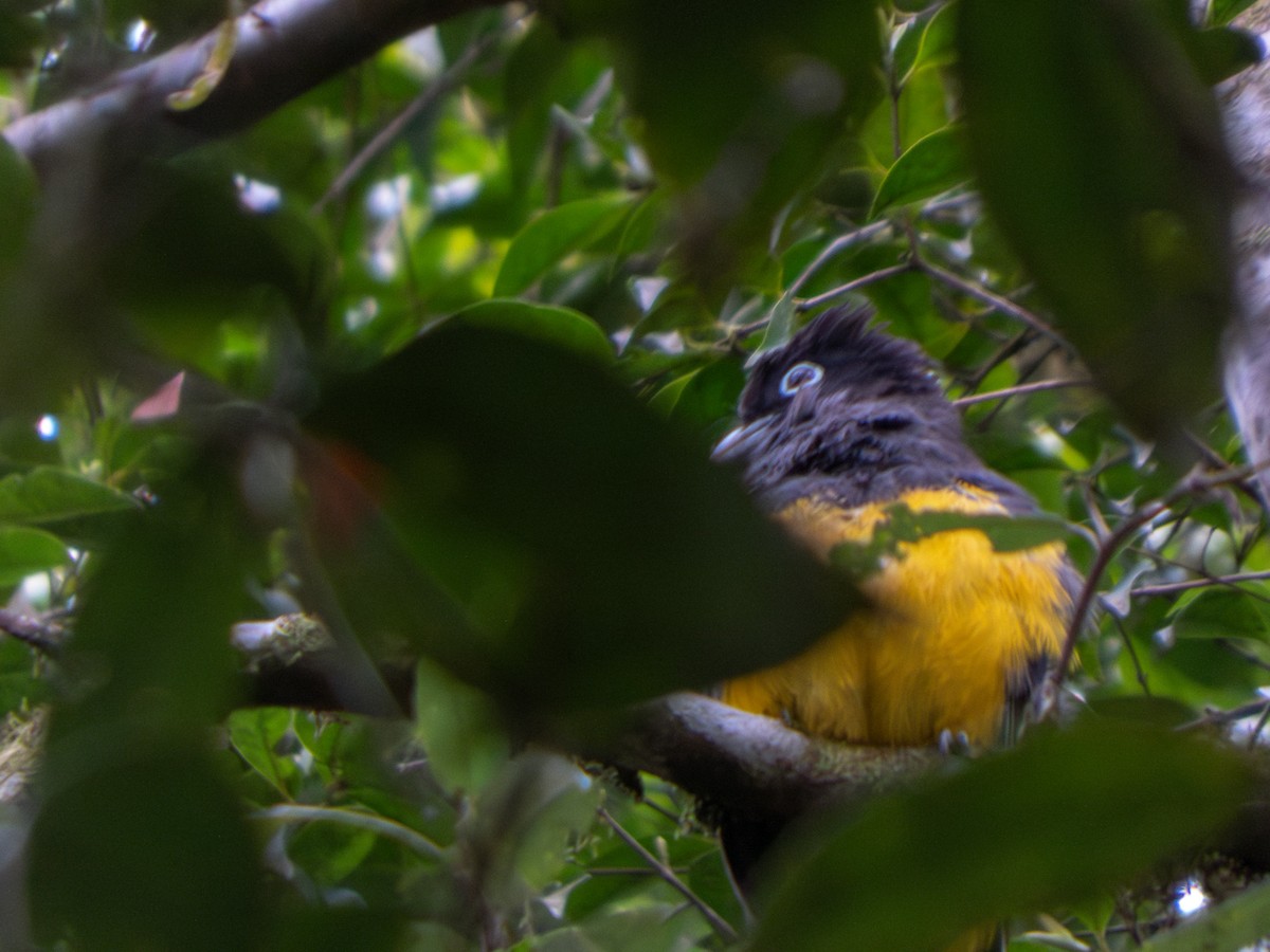 Green-backed Trogon - ML624936681