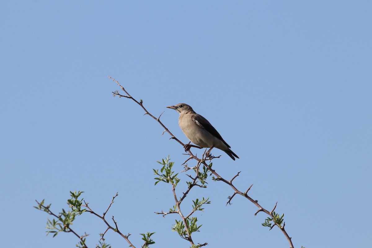 Wattled Starling - ML624936705