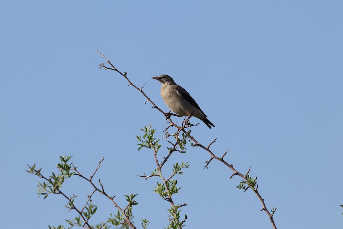 Wattled Starling - ML624936706