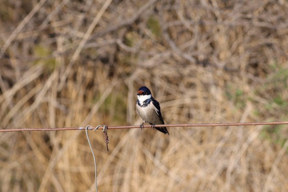 White-throated Swallow - ML624936718