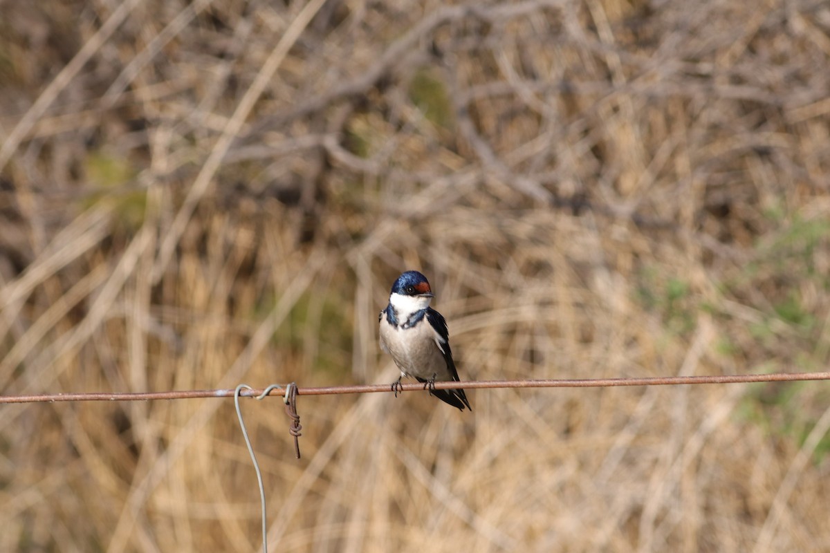 White-throated Swallow - ML624936719