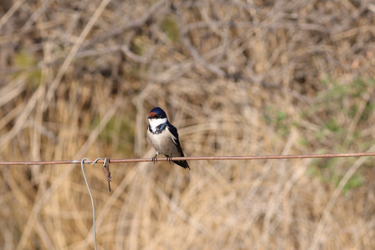 White-throated Swallow - ML624936720