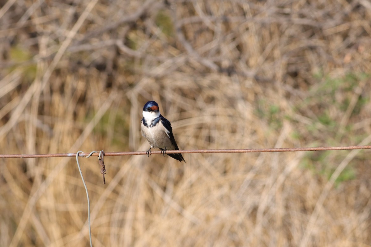 White-throated Swallow - ML624936721